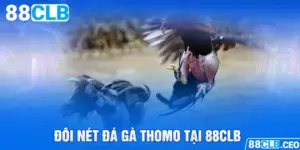 Đôi nét đá gà Thomo tại 88CLB 