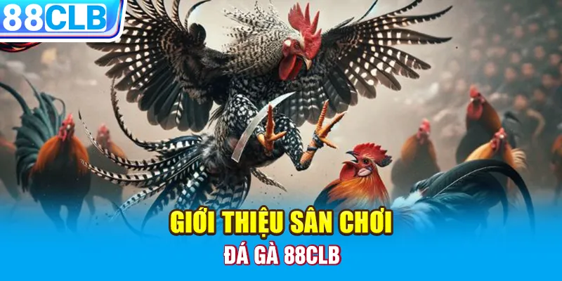 Giới thiệu sân chơi đá gà 88CLB 